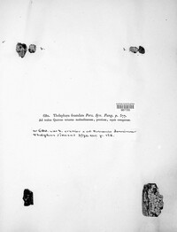 Xylobolus frustulatus image